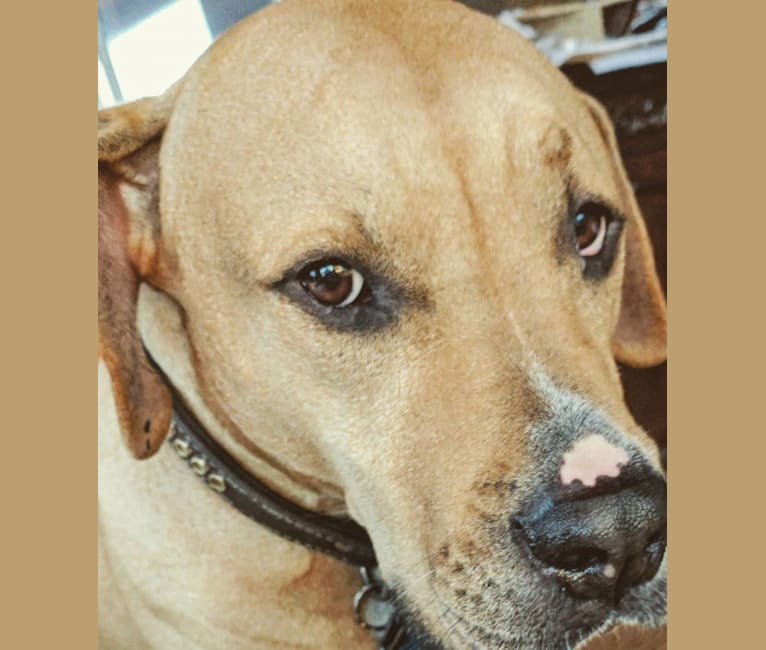 Creedence, an American Pit Bull Terrier and American Staffordshire Terrier mix tested with EmbarkVet.com