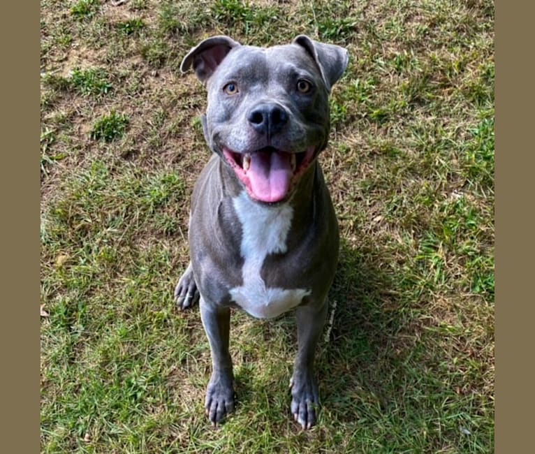Wallace, a Staffordshire Terrier tested with EmbarkVet.com