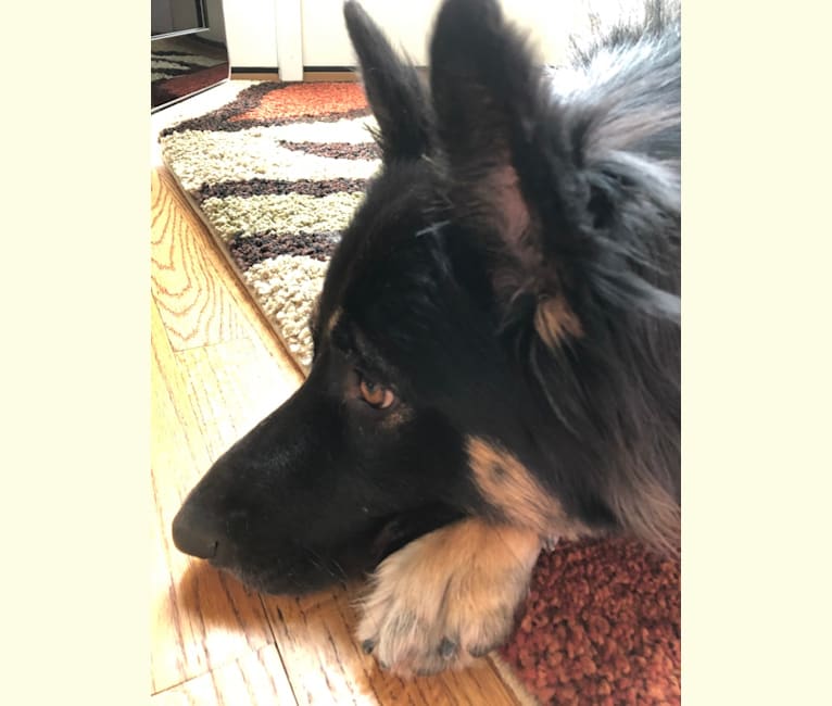 Sophie, a German Shepherd Dog tested with EmbarkVet.com