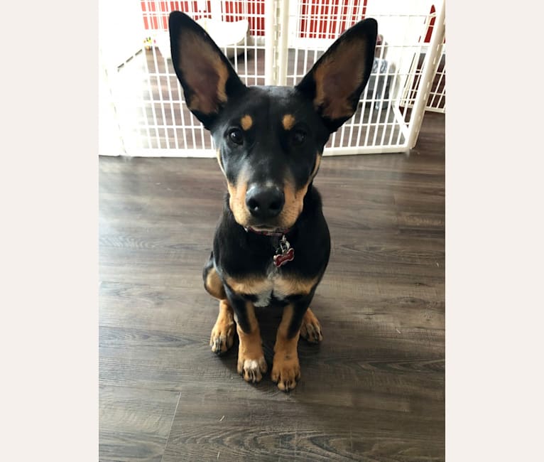 Doberman hotsell pinscher mix