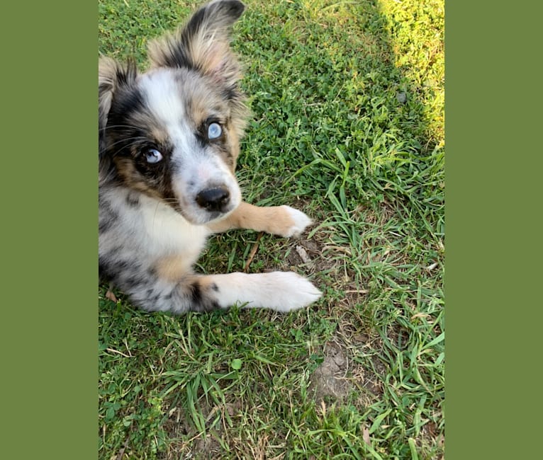 Cooper, an Australian Shepherd tested with EmbarkVet.com