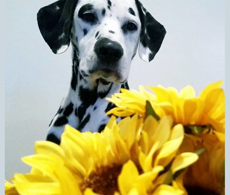 Photo of Chevy, a Dalmatian (6.4% unresolved) in Parkton, Maryland, USA