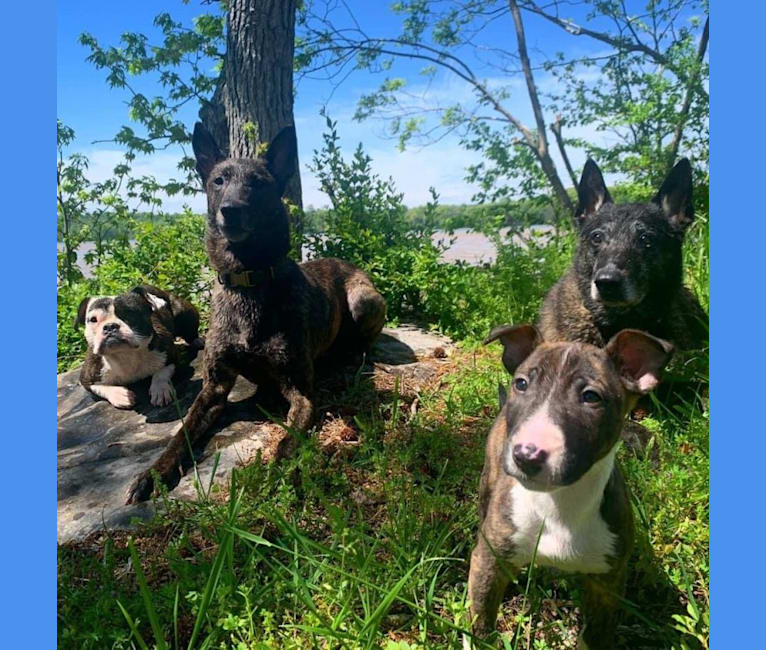 Serendipity, a Bull Terrier tested with EmbarkVet.com