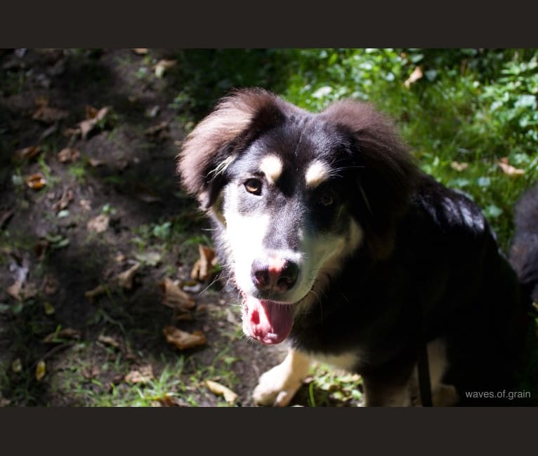 Hodor, a Tibetan Mastiff and German Shepherd Dog mix tested with EmbarkVet.com
