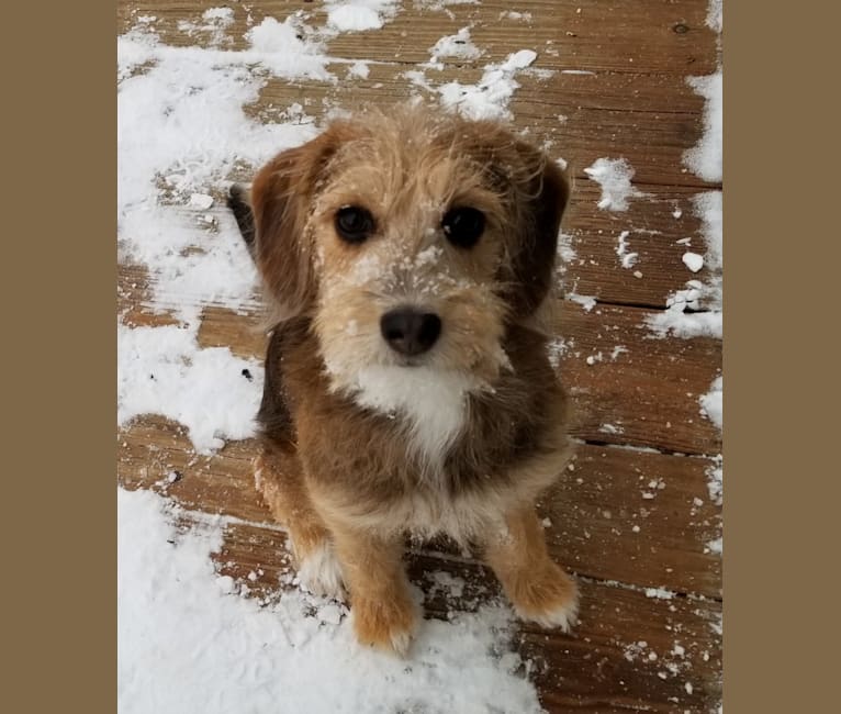 Photo of Gracie, a Beagle and Poodle (Small) mix in New Castle, PA, USA
