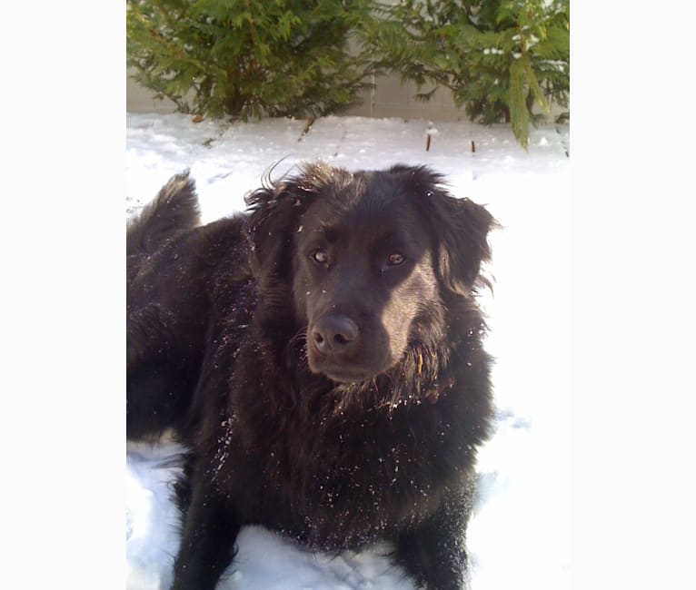 Flat coated retriever chow mix sale