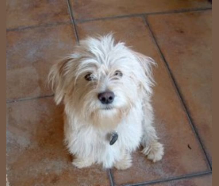 Photo of Bogey, a Chihuahua, Cocker Spaniel, Poodle (Small), Shih Tzu, and Mixed mix in San Diego, California, USA