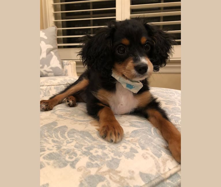 Prince, a Cavalier King Charles Spaniel and Poodle (Small) mix tested with EmbarkVet.com