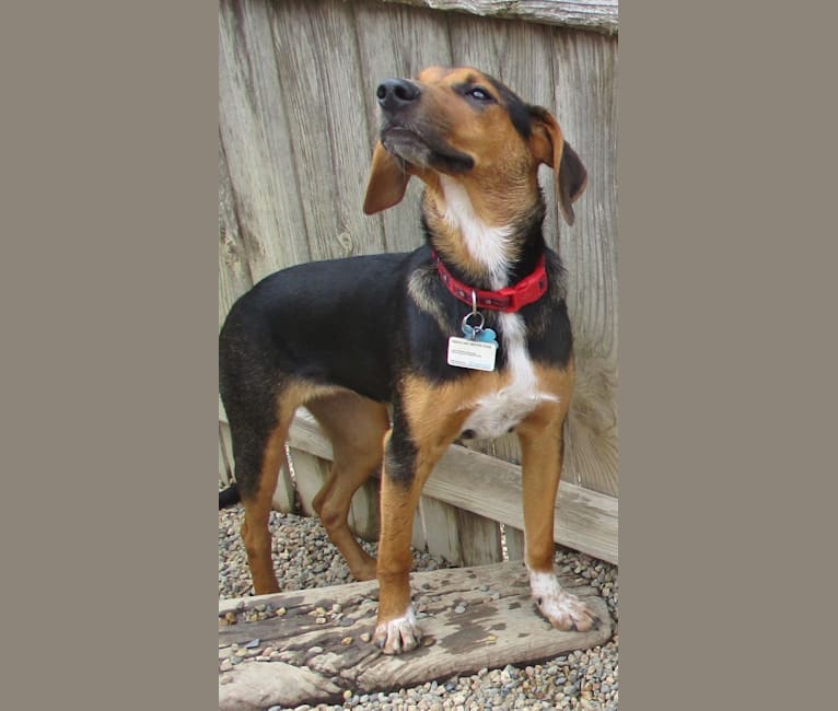 Chara, a Black and Tan Coonhound and Border Collie mix tested with EmbarkVet.com