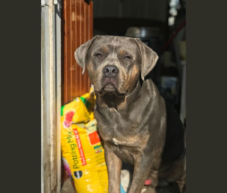 Primo, a Rottweiler and Neapolitan Mastiff mix tested with EmbarkVet.com