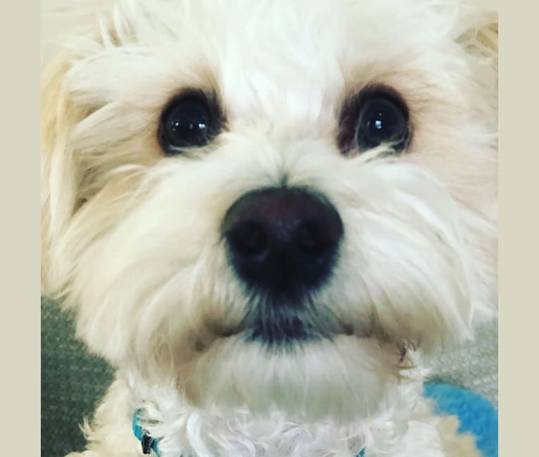 Butters, a Maltese and Chihuahua mix tested with EmbarkVet.com