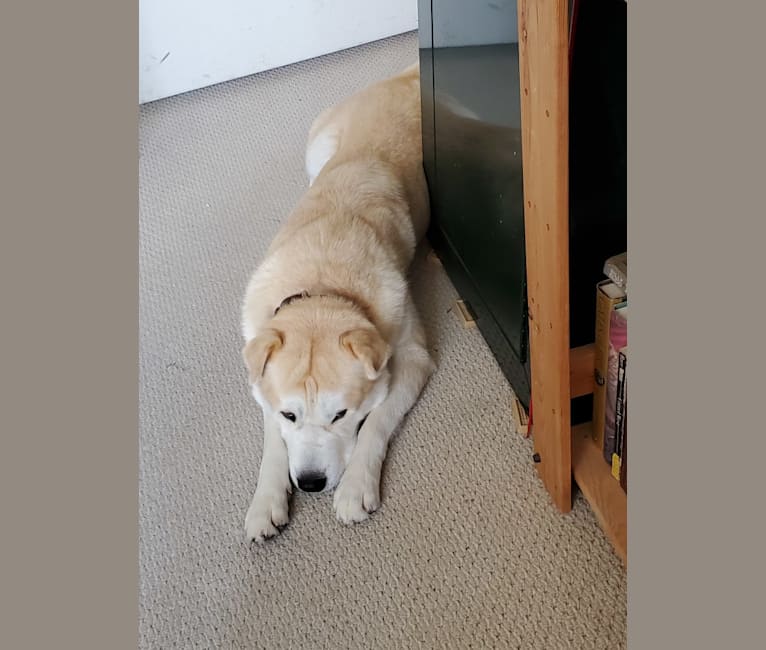 Sputnik, a Siberian Husky and Chow Chow mix tested with EmbarkVet.com