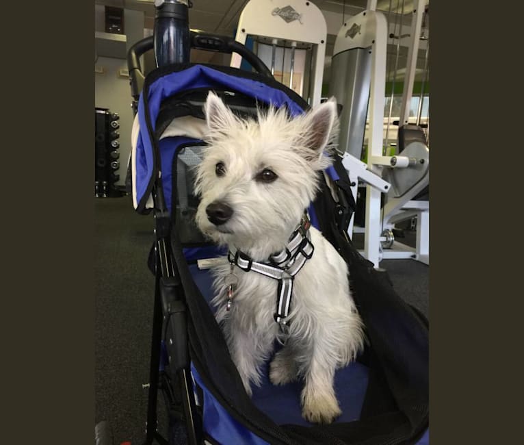 Izzi, a West Highland White Terrier tested with EmbarkVet.com