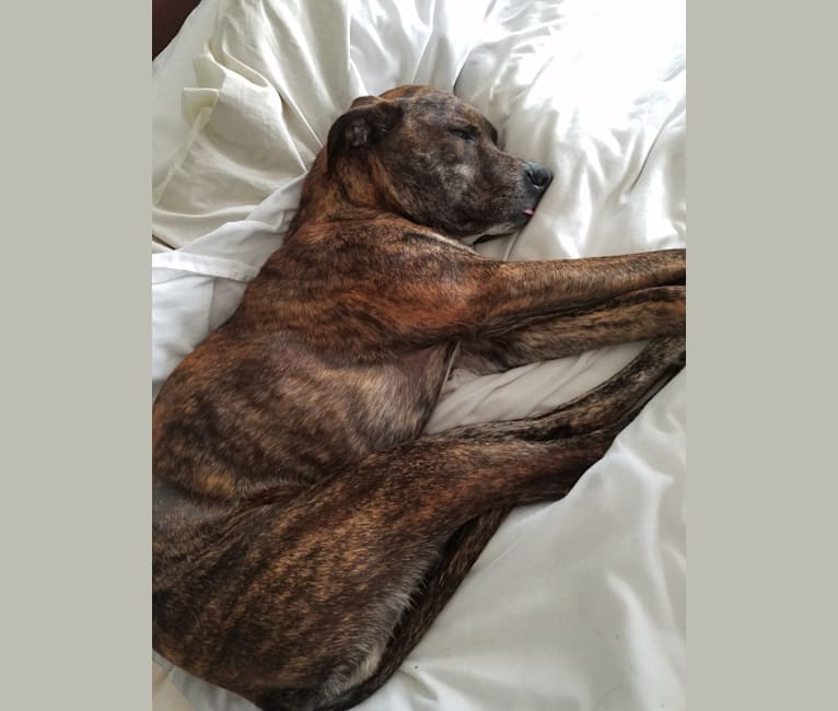 Boxer rottweiler mix brindle 2025
