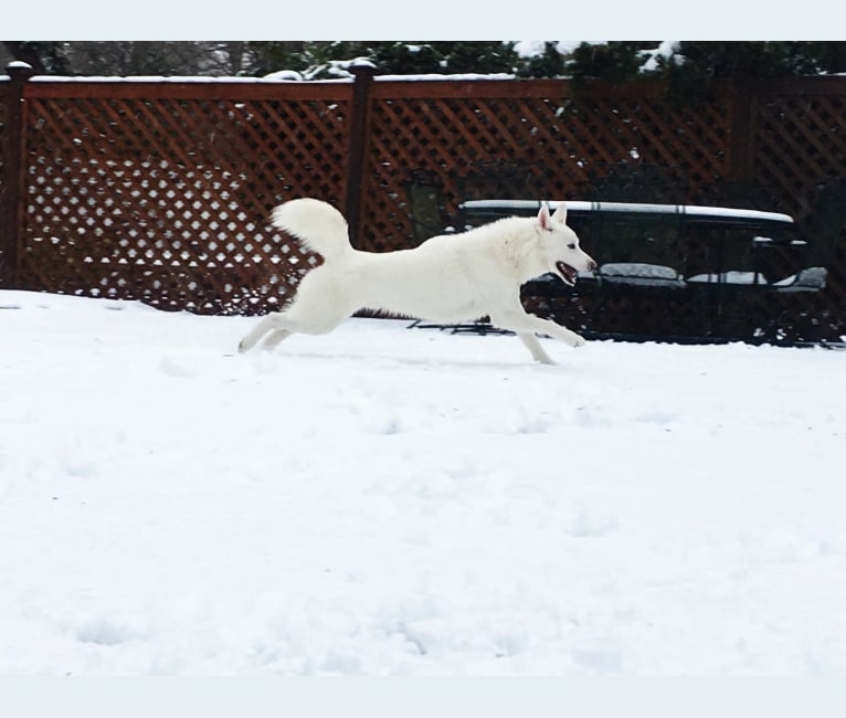 Ollie, a Siberian Husky tested with EmbarkVet.com