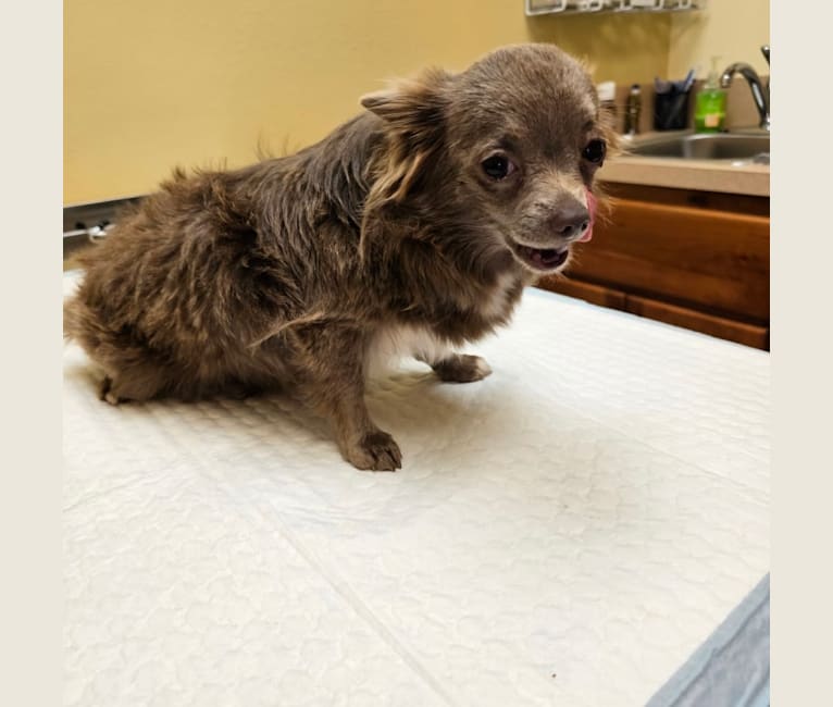 Wednesday, a Chihuahua tested with EmbarkVet.com