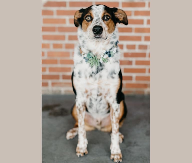 Kenobi, an Australian Cattle Dog and Black and Tan Coonhound mix tested with EmbarkVet.com