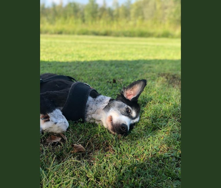 Dingo aka Mr D, a Border Collie and English Springer Spaniel mix tested with EmbarkVet.com