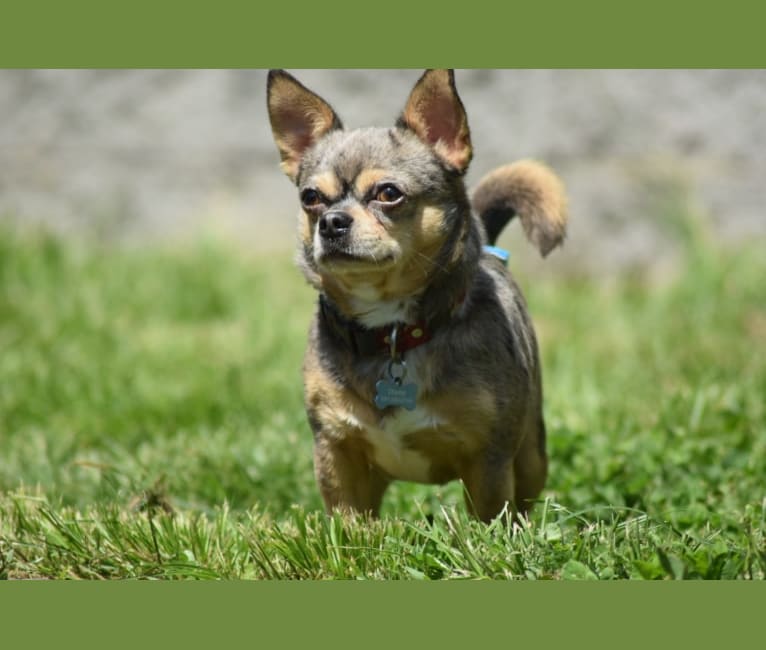 Charley, a Chihuahua tested with EmbarkVet.com
