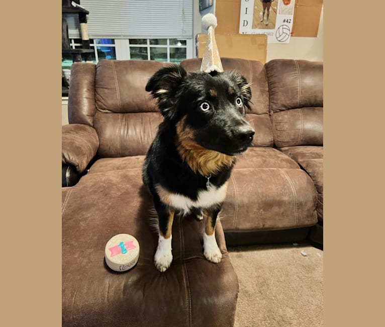 Nova, an Australian Shepherd Group tested with EmbarkVet.com