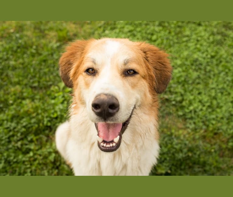 Enzo, an Anatolian Shepherd Dog and Great Pyrenees mix tested with EmbarkVet.com
