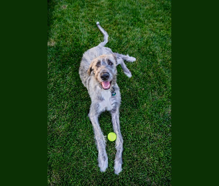 Oberon, an Irish Wolfhound and Saint Bernard mix tested with EmbarkVet.com