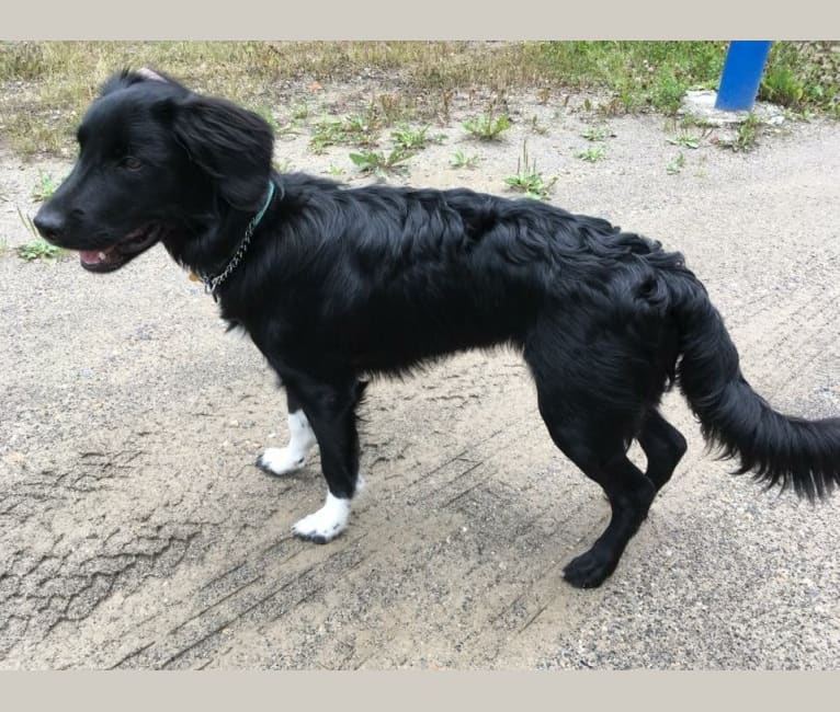 Photo of Aloe Vera, a Rottweiler, Border Collie, German Shepherd Dog, and Golden Retriever mix in Hinton and District SPCA Animal Care Centre, Kelley Road, Hinton, AB, Canada