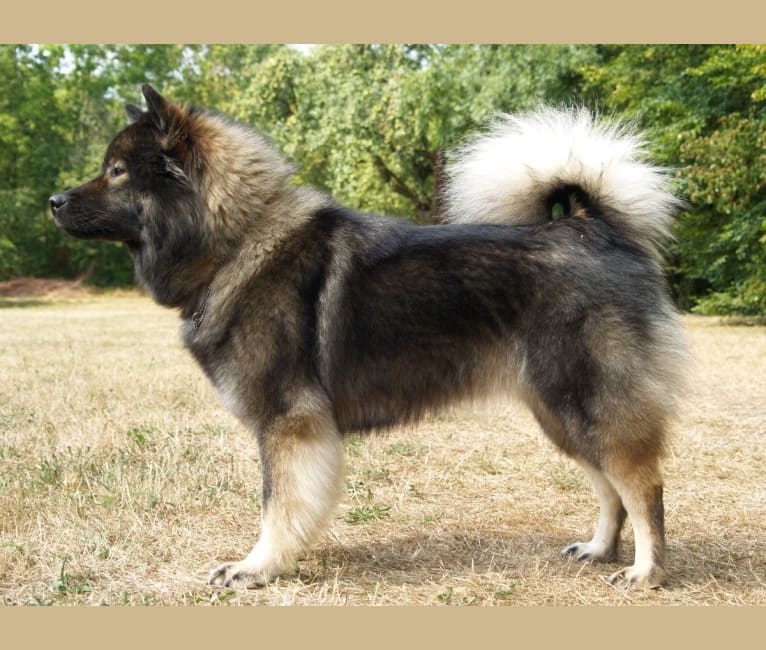 Daisy, an Eurasier tested with EmbarkVet.com