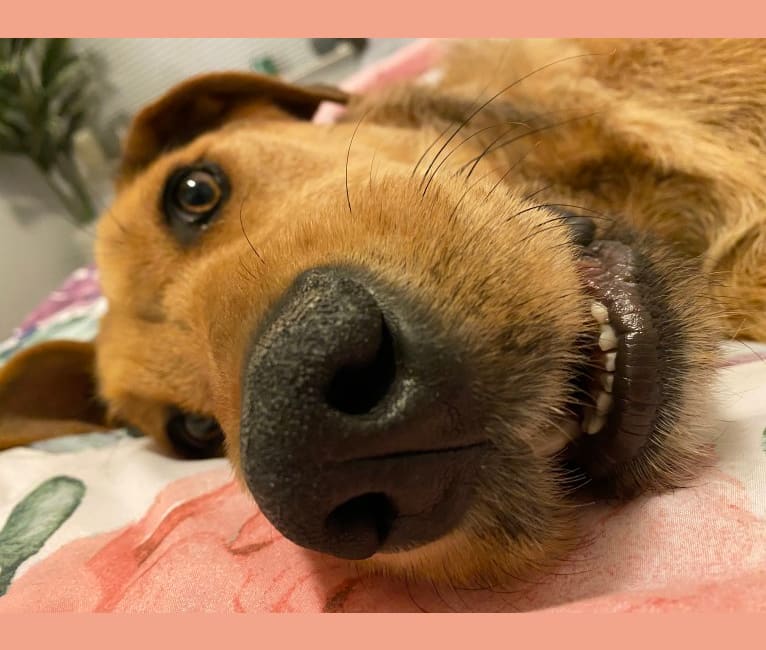 Airedale great dane mix best sale