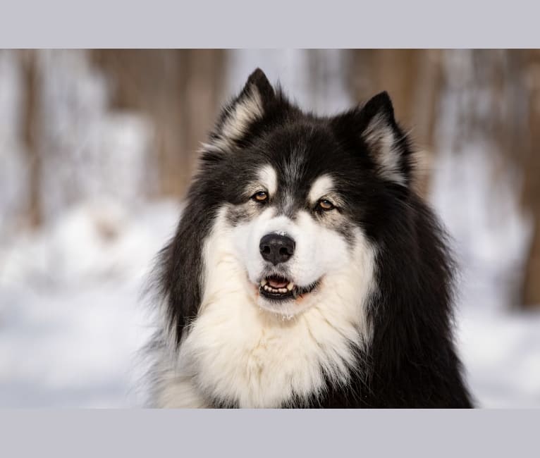 Nuvik, a Siberian Husky and Samoyed mix tested with EmbarkVet.com