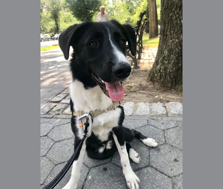Embark Dog Dna Test Breed