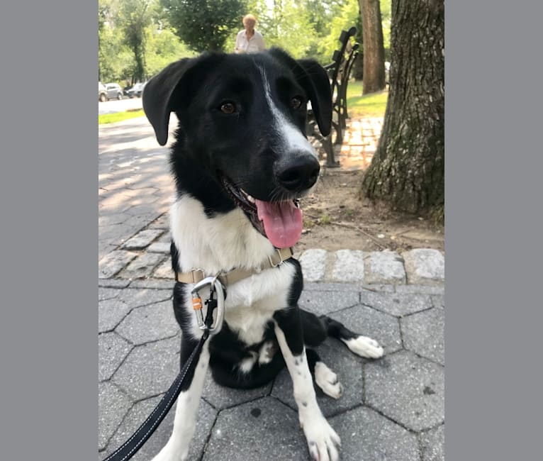 Zuko, a Border Collie and Siberian Husky mix tested with EmbarkVet.com