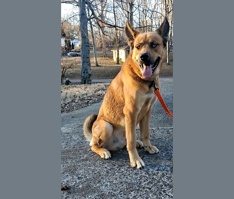 Canyon, a Siberian Husky and Saint Bernard mix tested with EmbarkVet.com