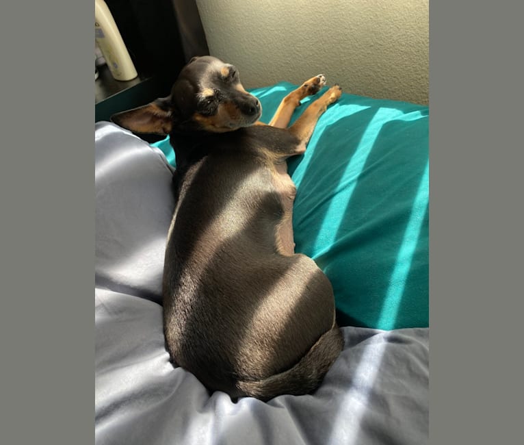 I already knew my pup is a chihuahua mix but I couldn't figure out where  his muscular body came from. DNA came back as 23% min pin so I compared him  to