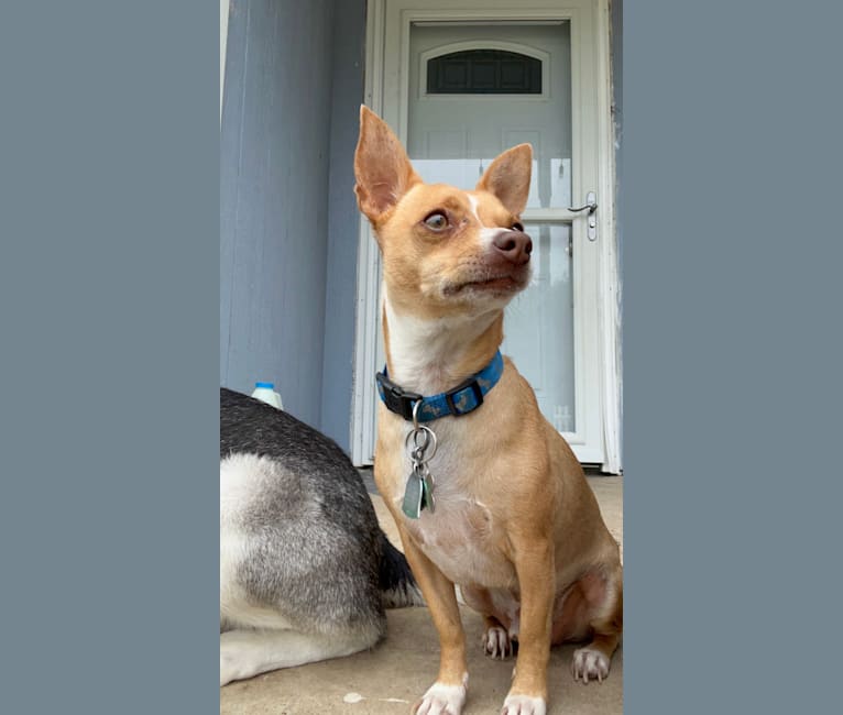 Nutnut, a Chihuahua and Rat Terrier mix tested with EmbarkVet.com