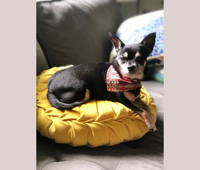 Guinness, a Chihuahua tested with EmbarkVet.com