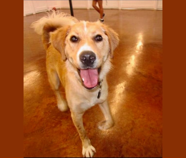 Jaime, a Middle Eastern Village Dog tested with EmbarkVet.com