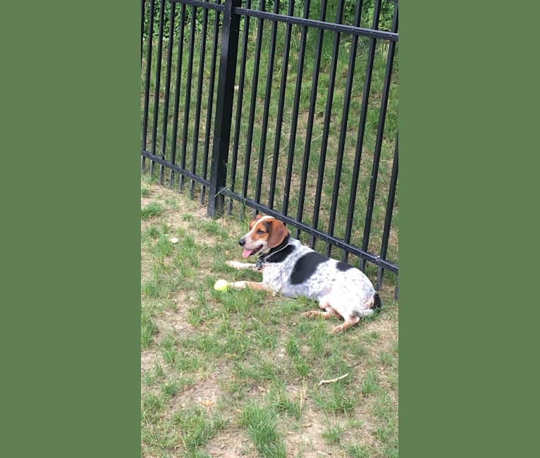 Griffith, a Beagle tested with EmbarkVet.com