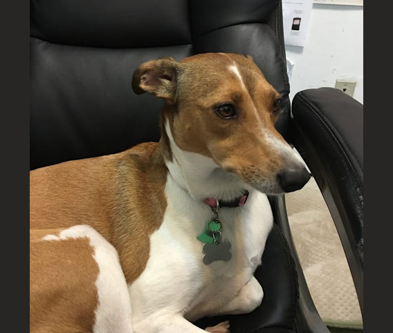 Australian shepherd italian outlet greyhound mix