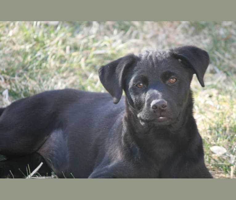 Carla, a Rottweiler and German Shepherd Dog mix tested with EmbarkVet.com