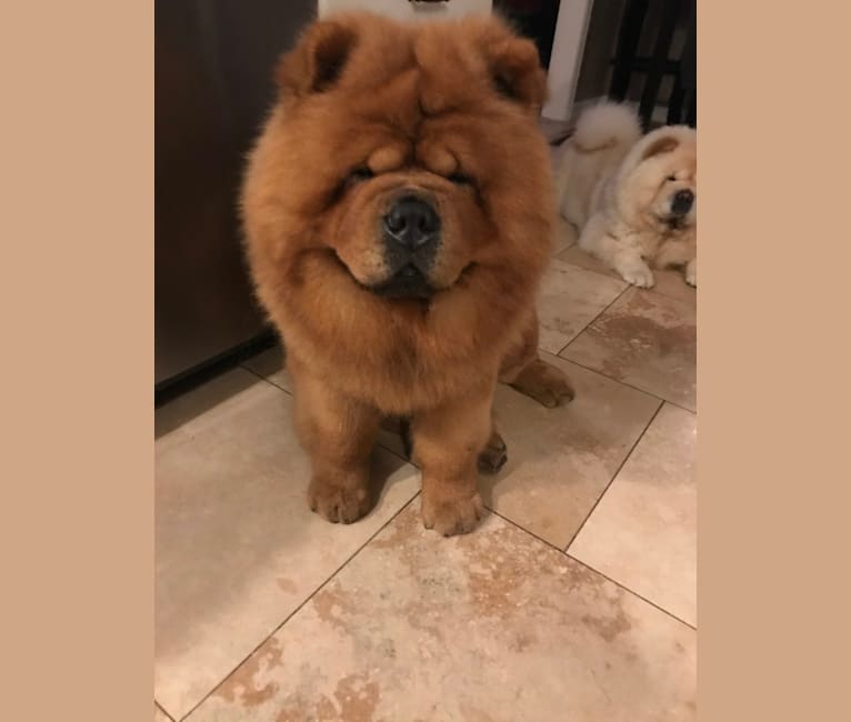 Ozzy, a Chow Chow tested with EmbarkVet.com