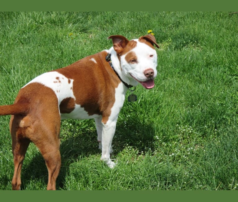 Bentley, a Staffordshire Terrier and American Bulldog mix tested with EmbarkVet.com