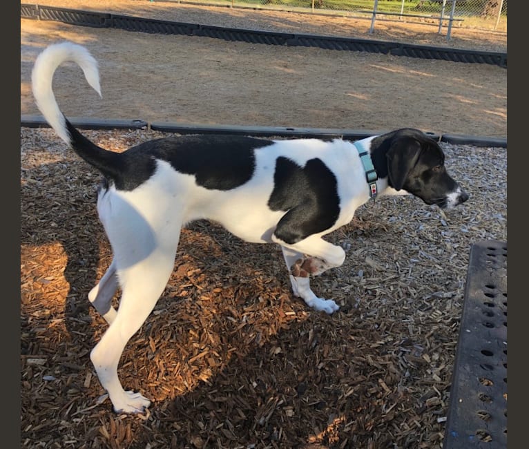 Pie, a German Shorthaired Pointer and Pointer mix tested with EmbarkVet.com