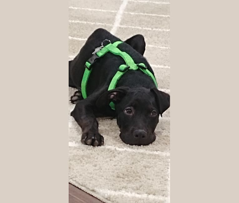 Gunney, a Labrador Retriever and American Pit Bull Terrier mix tested with EmbarkVet.com