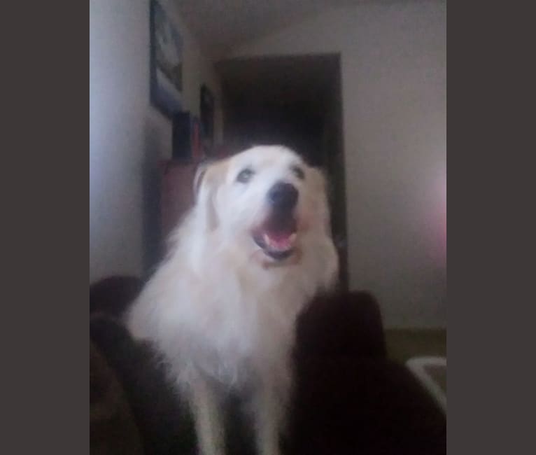 Chuck, a Great Pyrenees and Australian Cattle Dog mix tested with EmbarkVet.com