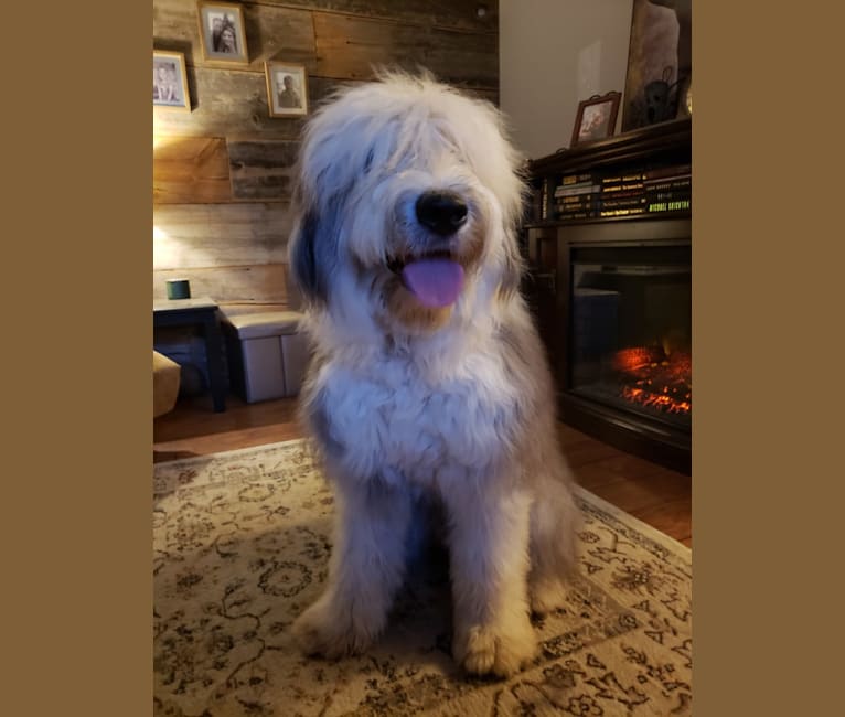 Fred, an Old English Sheepdog tested with EmbarkVet.com