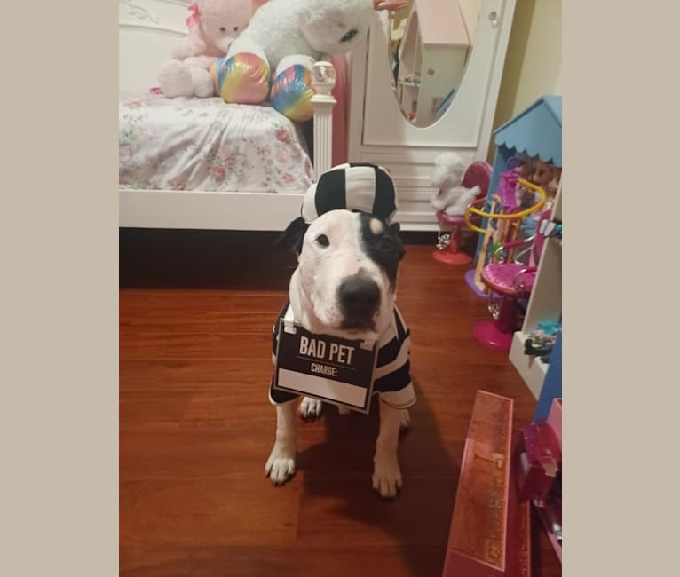 Carlos, a Bull Terrier and American Pit Bull Terrier mix tested with EmbarkVet.com