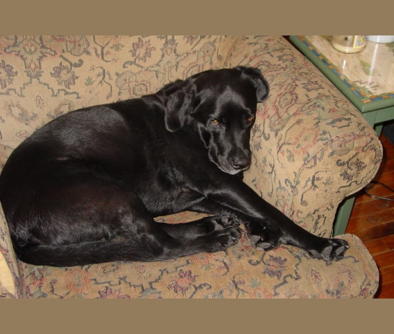 Jedi, an Australian Cattle Dog and Weimaraner mix tested with EmbarkVet.com