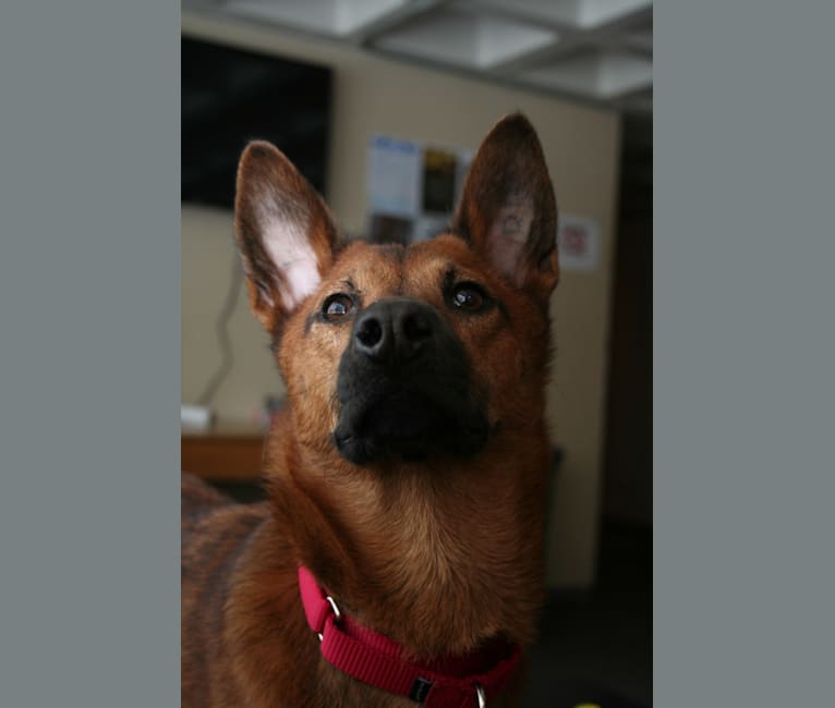 Scout, a Southeast Asian Village Dog and Golden Retriever mix tested with EmbarkVet.com