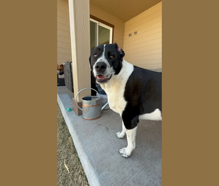 Photo of Theodore Ellington, an American Pit Bull Terrier, Siberian Husky, and Mixed mix in Highlands Ranch, Colorado, USA